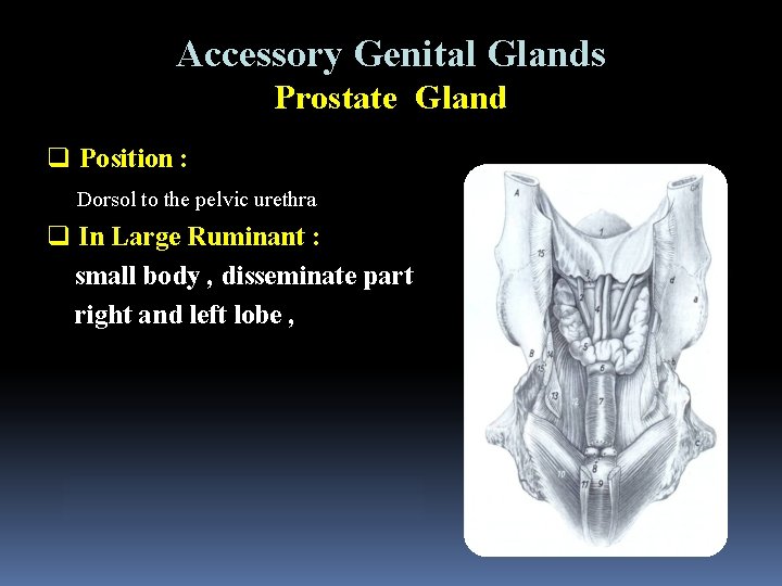 Accessory Genital Glands Prostate Gland q Position : Dorsol to the pelvic urethra q