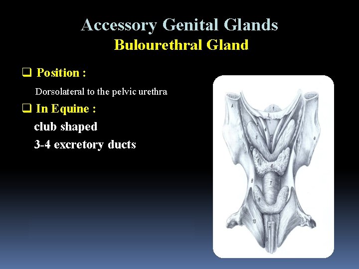 Accessory Genital Glands Bulourethral Gland q Position : Dorsolateral to the pelvic urethra q