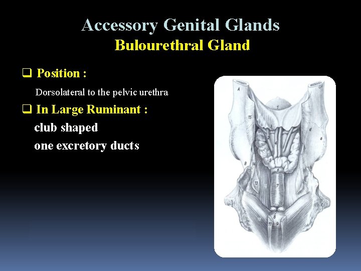 Accessory Genital Glands Bulourethral Gland q Position : Dorsolateral to the pelvic urethra q