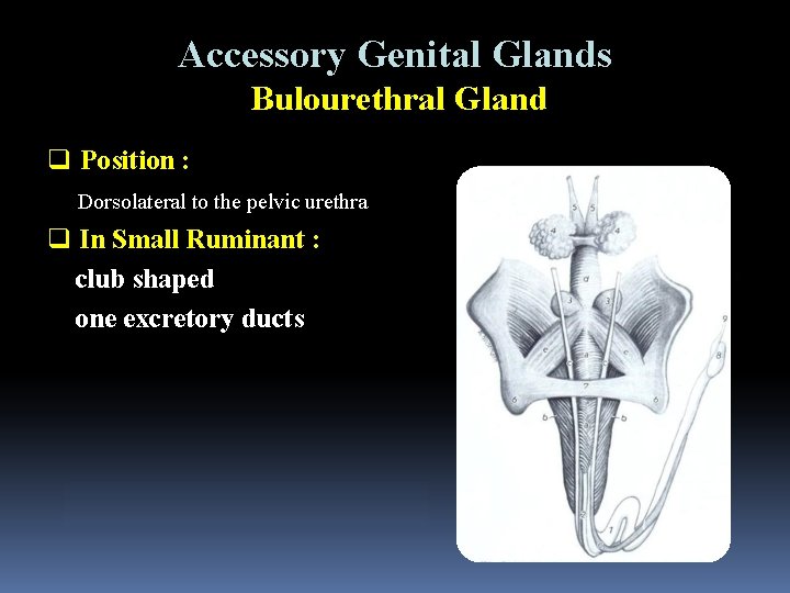 Accessory Genital Glands Bulourethral Gland q Position : Dorsolateral to the pelvic urethra q