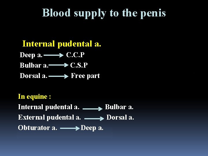 Blood supply to the penis Internal pudental a. Deep a. Bulbar a. Dorsal a.