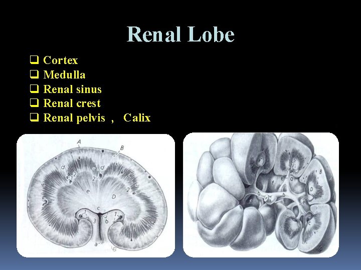 Renal Lobe q Cortex q Medulla q Renal sinus q Renal crest q Renal