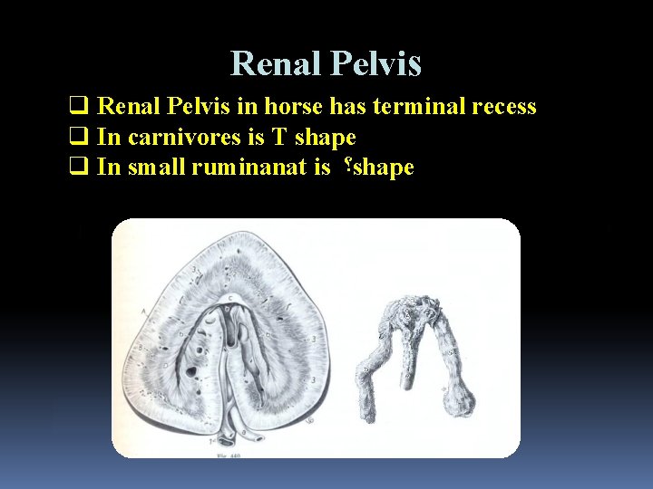 Renal Pelvis q Renal Pelvis in horse has terminal recess q In carnivores is