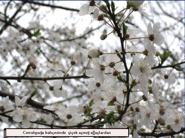 Cerrahpaşa bahçesinde çiçek açmış ağaçlardan 