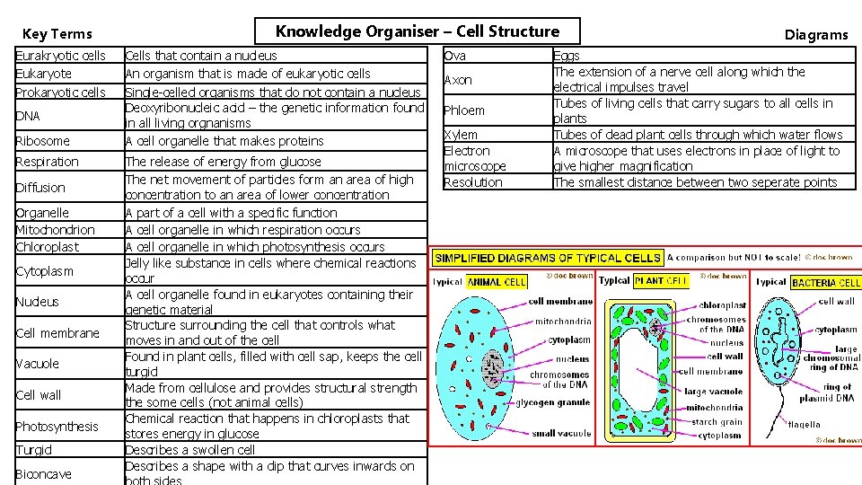 Key Terms Eurakryotic cells Eukaryote Prokaryotic cells DNA Ribosome Respiration Diffusion Organelle Mitochondrion Chloroplast