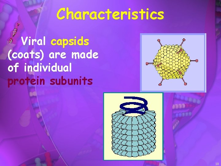 Characteristics Viral capsids (coats) are made of individual protein subunits 10 