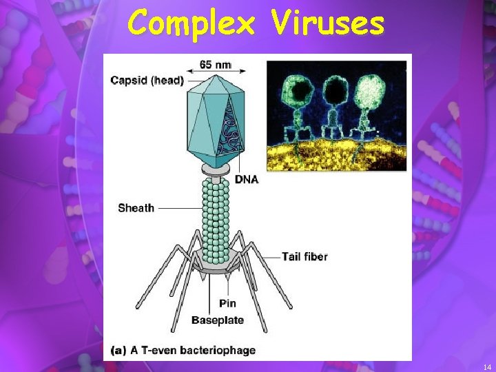 Complex Viruses 14 