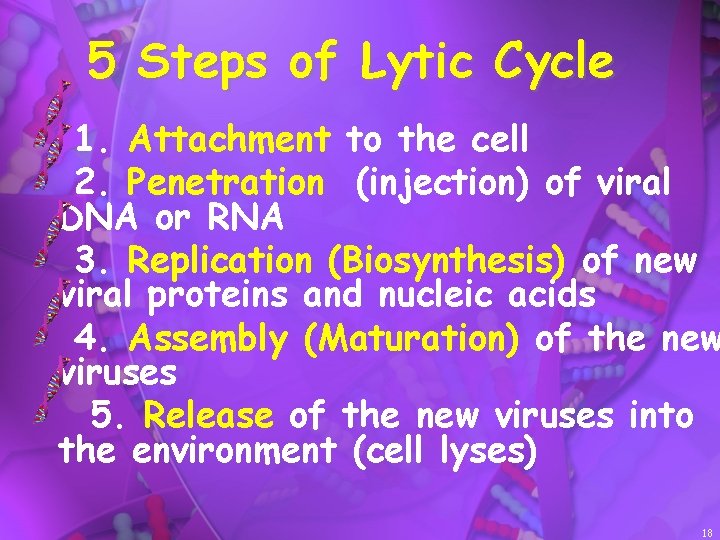 5 Steps of Lytic Cycle 1. Attachment to the cell 2. Penetration (injection) of