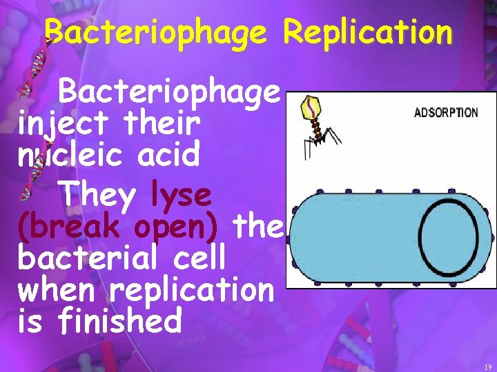 Bacteriophage Replication Bacteriophage inject their nucleic acid They lyse (break open) the bacterial cell