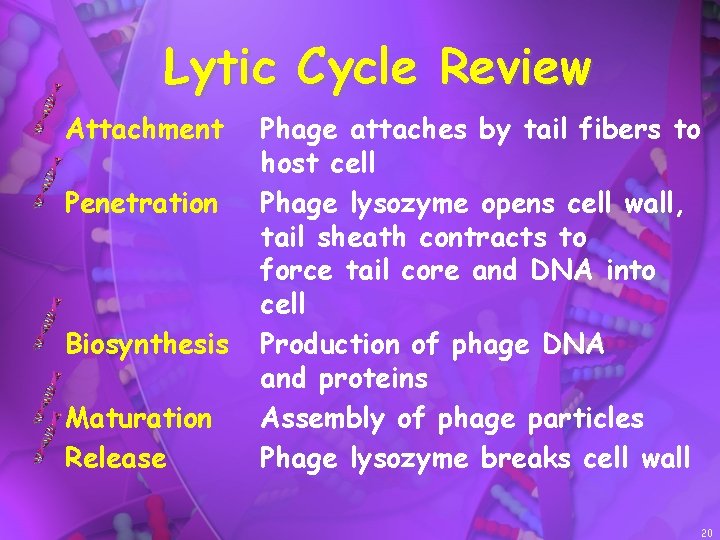 Lytic Cycle Review Attachment Penetration Biosynthesis Maturation Release Phage attaches by tail fibers to