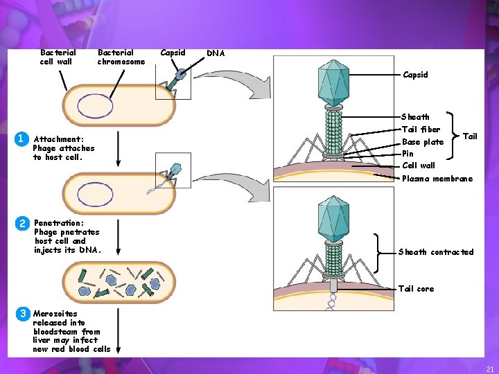 Bacterial cell wall Bacterial chromosome Capsid DNA Capsid Sheath 1 Attachment: Phage attaches to