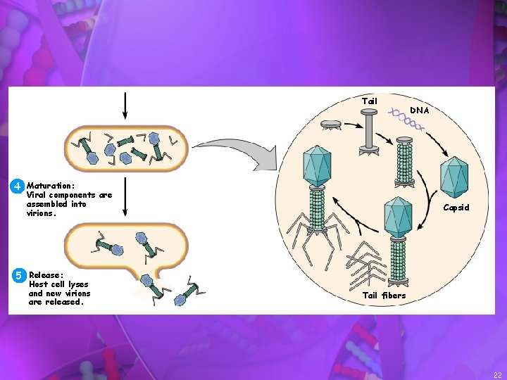 Tail DNA 4 Maturation: Viral components are assembled into virions. Capsid 5 Release: Host