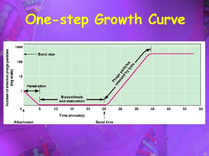 One-step Growth Curve 23 