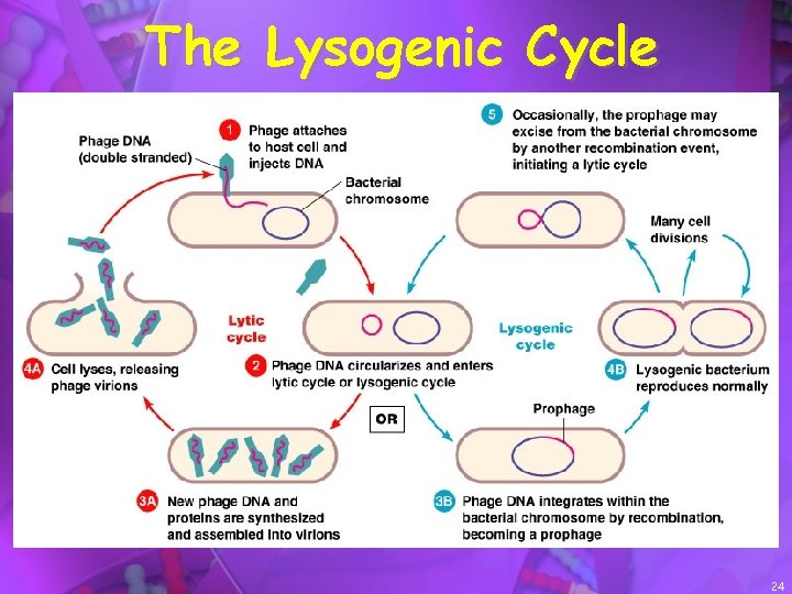 The Lysogenic Cycle 24 