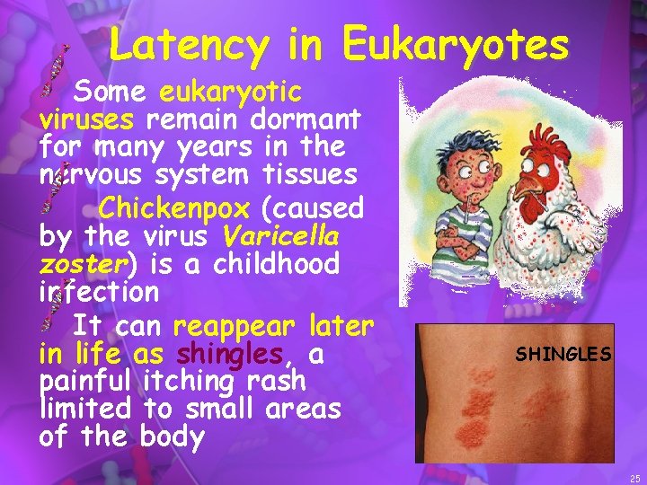 Latency in Eukaryotes Some eukaryotic viruses remain dormant for many years in the nervous