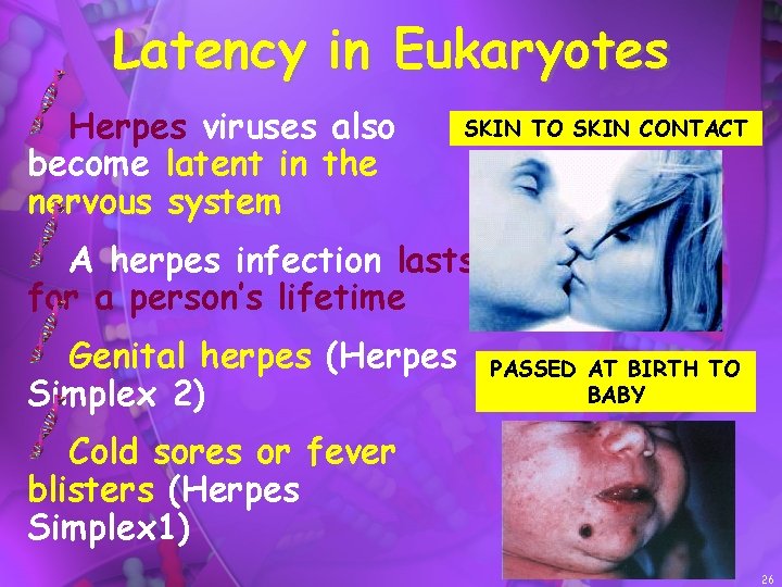 Latency in Eukaryotes Herpes viruses also become latent in the nervous system SKIN TO