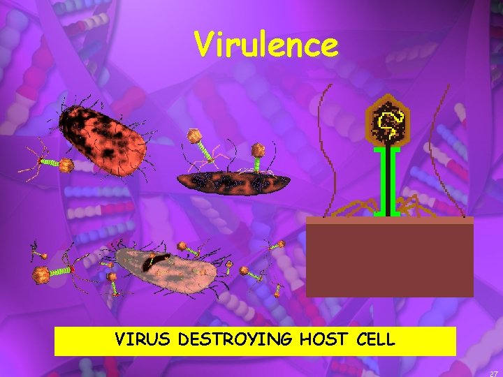 Virulence VIRUS DESTROYING HOST CELL 27 