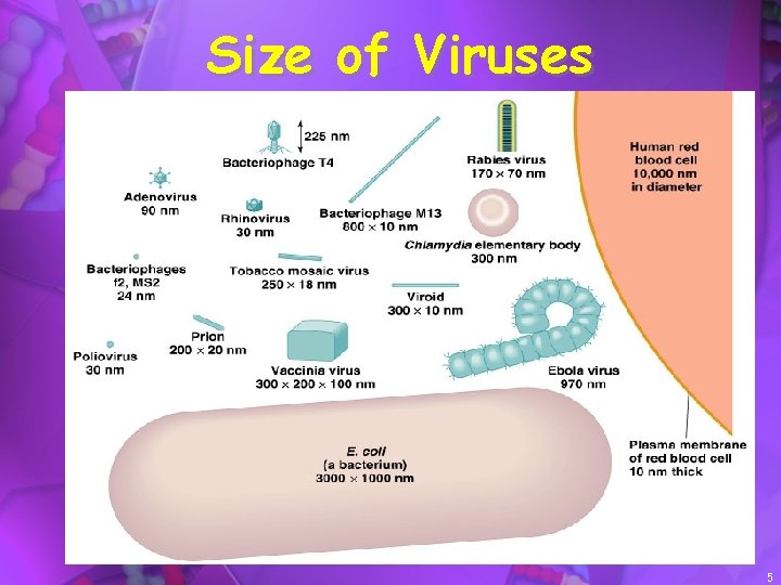 Size of Viruses 5 