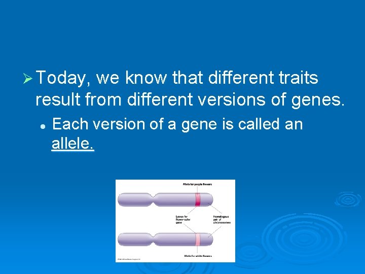 Ø Today, we know that different traits result from different versions of genes. l