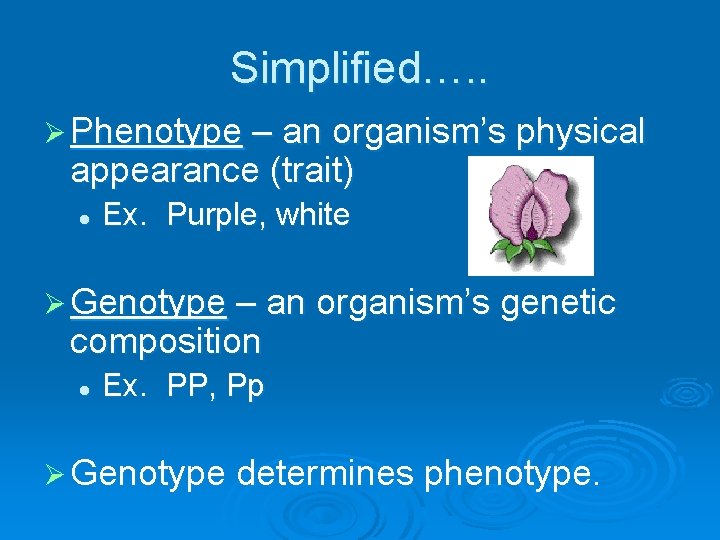 Simplified…. . Ø Phenotype – an organism’s physical appearance (trait) l Ex. Purple, white