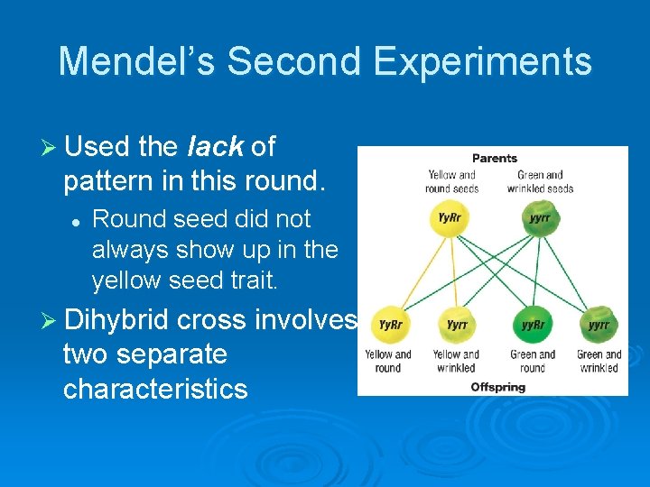 Mendel’s Second Experiments Ø Used the lack of pattern in this round. l Round