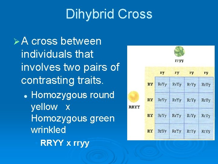 Dihybrid Cross Ø A cross between individuals that involves two pairs of contrasting traits.