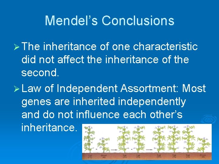 Mendel’s Conclusions Ø The inheritance of one characteristic did not affect the inheritance of