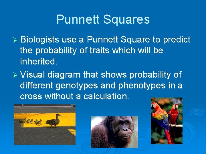 Punnett Squares Ø Biologists use a Punnett Square to predict the probability of traits