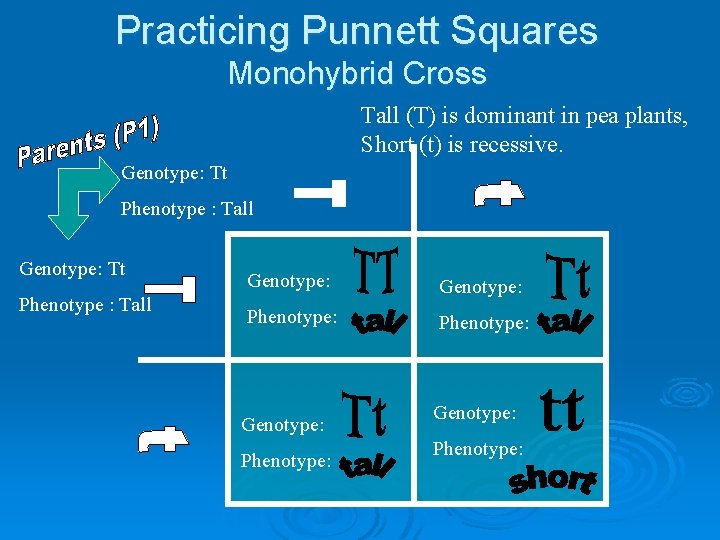 Practicing Punnett Squares Monohybrid Cross Tall (T) is dominant in pea plants, Short (t)