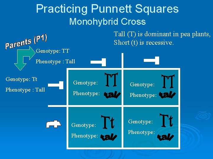 Practicing Punnett Squares Monohybrid Cross Tall (T) is dominant in pea plants, Short (t)