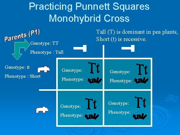 Practicing Punnett Squares Monohybrid Cross Tall (T) is dominant in pea plants, Short (t)