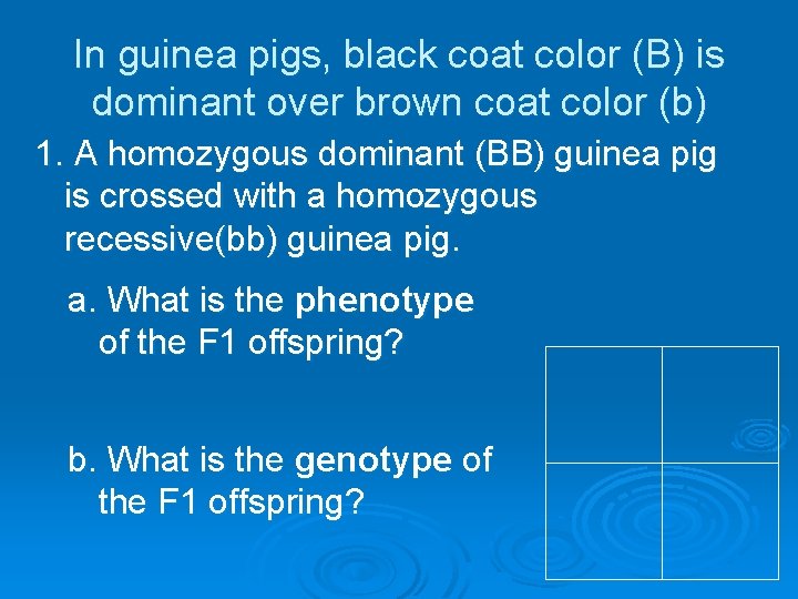 In guinea pigs, black coat color (B) is dominant over brown coat color (b)