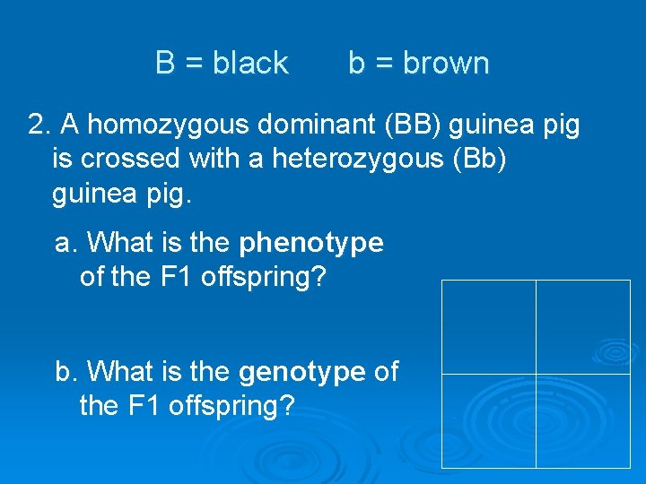 B = black b = brown 2. A homozygous dominant (BB) guinea pig is