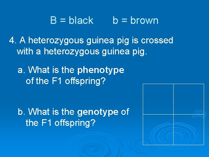 B = black b = brown 4. A heterozygous guinea pig is crossed with