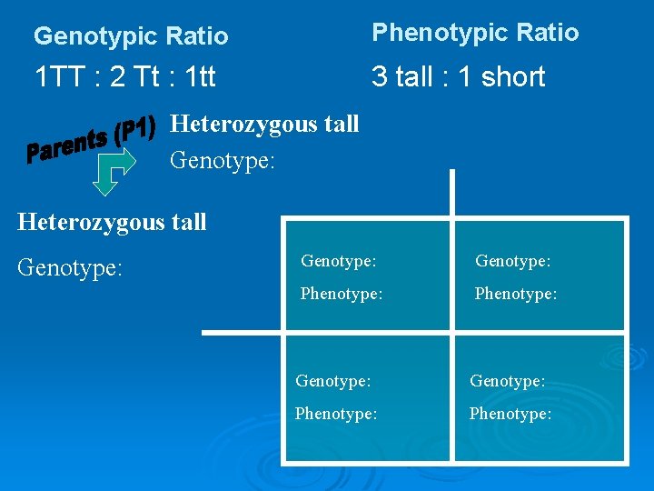 Genotypic Ratio Phenotypic Ratio 1 TT : 2 Tt : 1 tt 3 tall