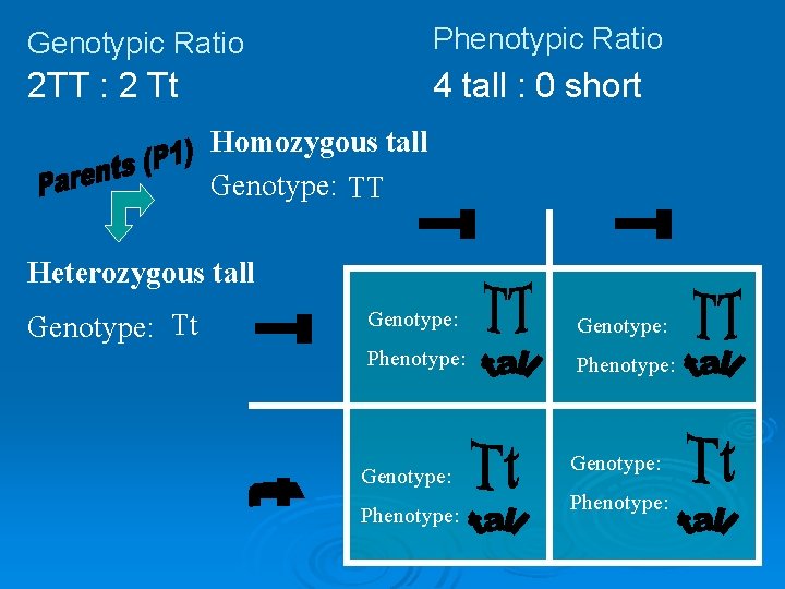 Genotypic Ratio Phenotypic Ratio 2 TT : 2 Tt 4 tall : 0 short