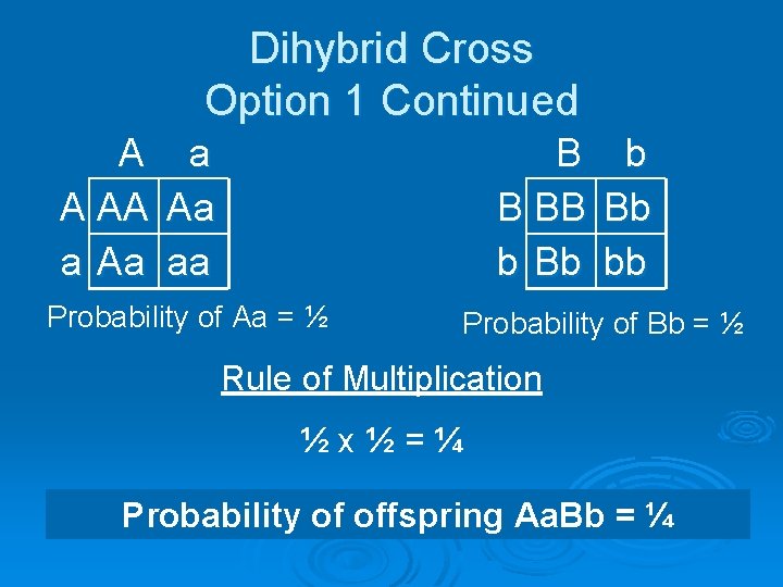 Dihybrid Cross Option 1 Continued A A AA a Aa aa B B BB