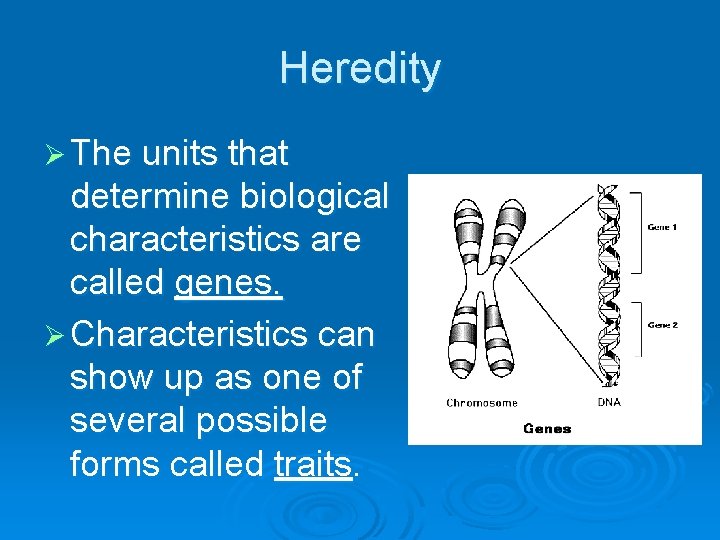 Heredity Ø The units that determine biological characteristics are called genes. Ø Characteristics can