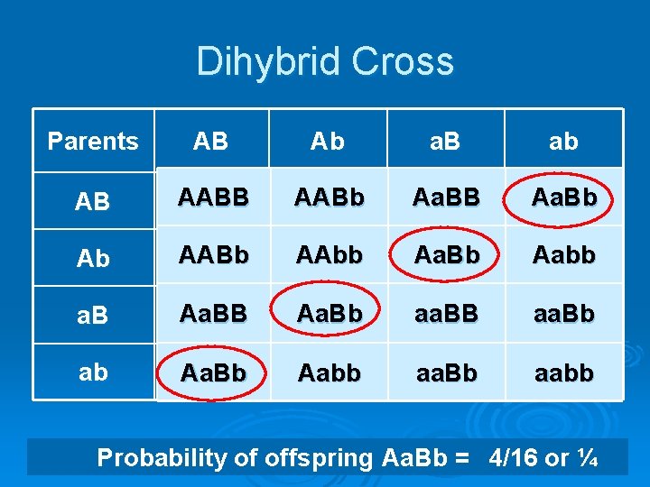 Dihybrid Cross Parents AB Ab a. B ab AB AABb Aa. BB Aa. Bb