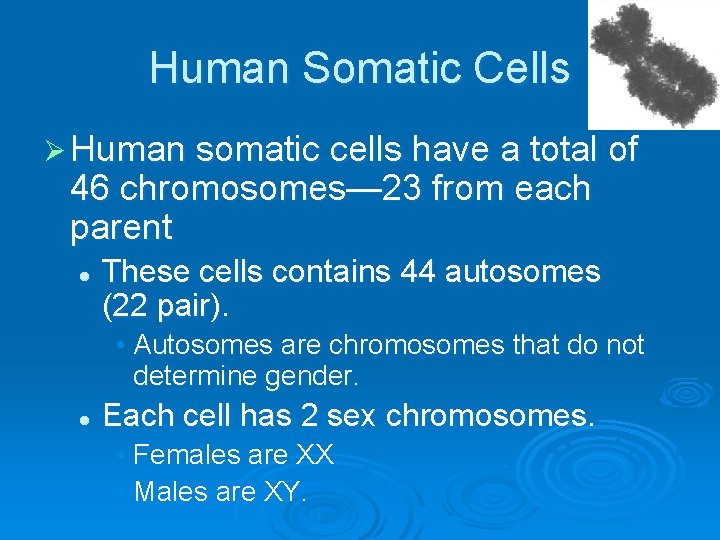 Human Somatic Cells Ø Human somatic cells have a total of 46 chromosomes— 23