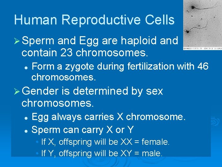Human Reproductive Cells Ø Sperm and Egg are haploid and contain 23 chromosomes. l