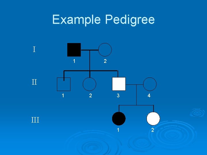 Example Pedigree I 1 2 II 1 2 3 4 III 1 2 