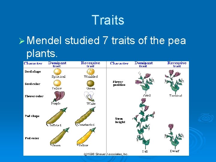 Traits Ø Mendel studied 7 traits of the pea plants. 