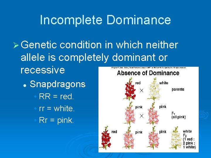 Incomplete Dominance Ø Genetic condition in which neither allele is completely dominant or recessive