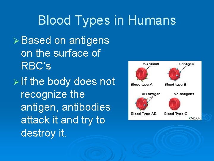 Blood Types in Humans Ø Based on antigens on the surface of RBC’s Ø