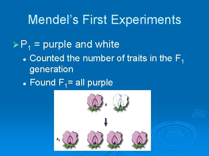 Mendel’s First Experiments Ø P 1 = purple and white Counted the number of