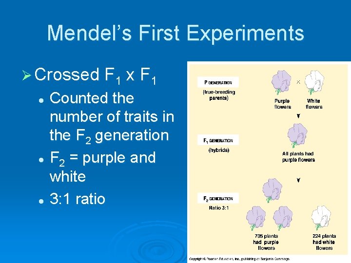 Mendel’s First Experiments Ø Crossed F 1 x F 1 Counted the number of