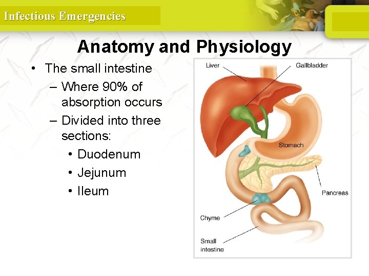 Infectious Emergencies Anatomy and Physiology • The small intestine – Where 90% of absorption