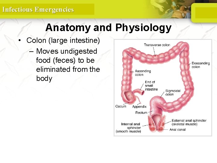 Infectious Emergencies Anatomy and Physiology • Colon (large intestine) – Moves undigested food (feces)