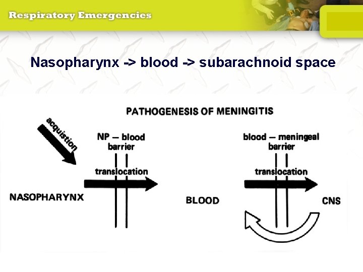 Nasopharynx -> blood -> subarachnoid space 